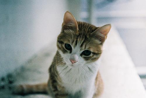 cute cat