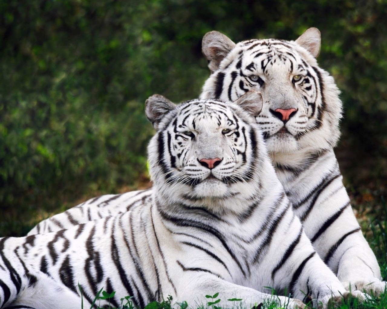 Tigre sibírske