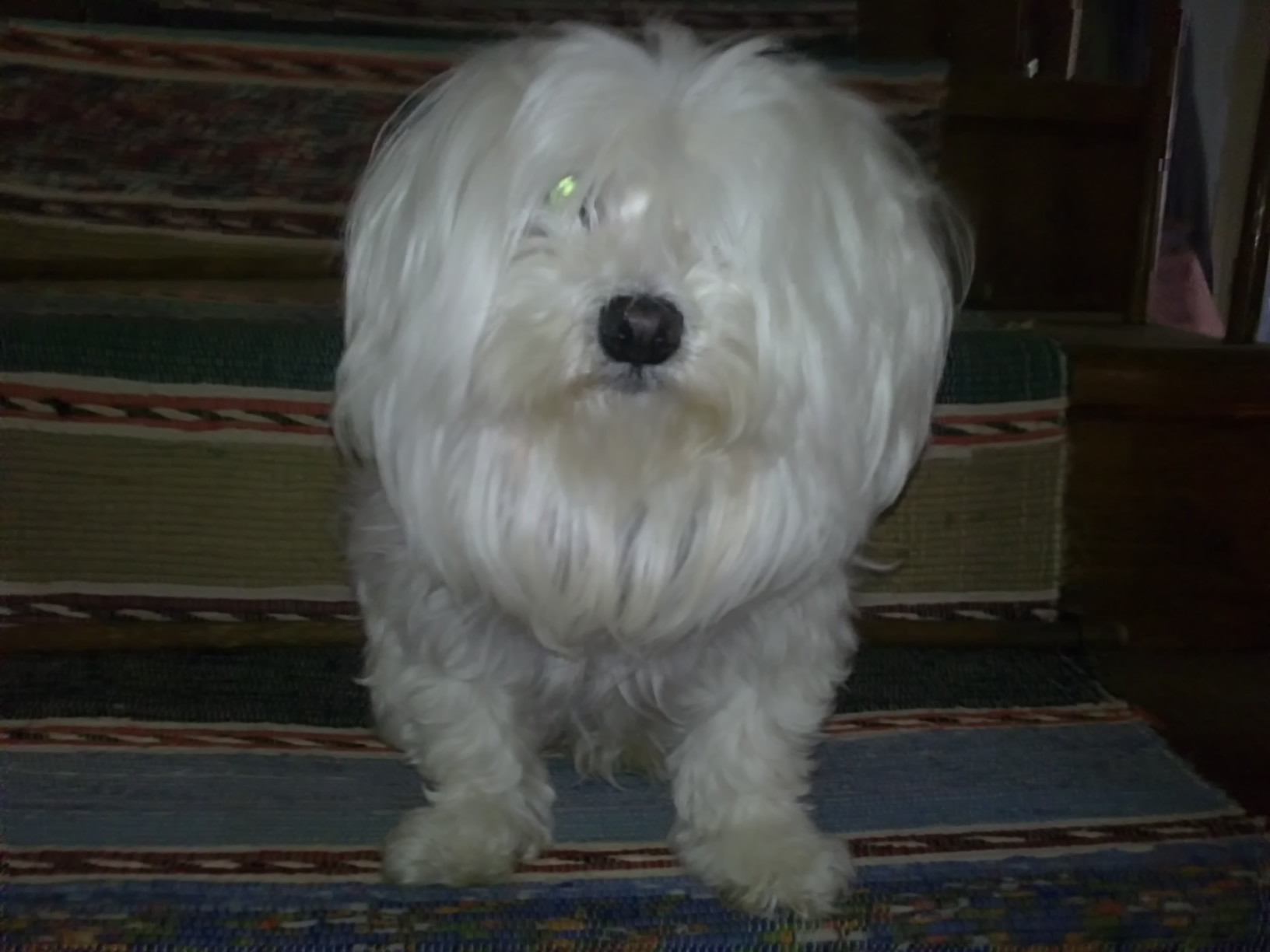 Nensy 2