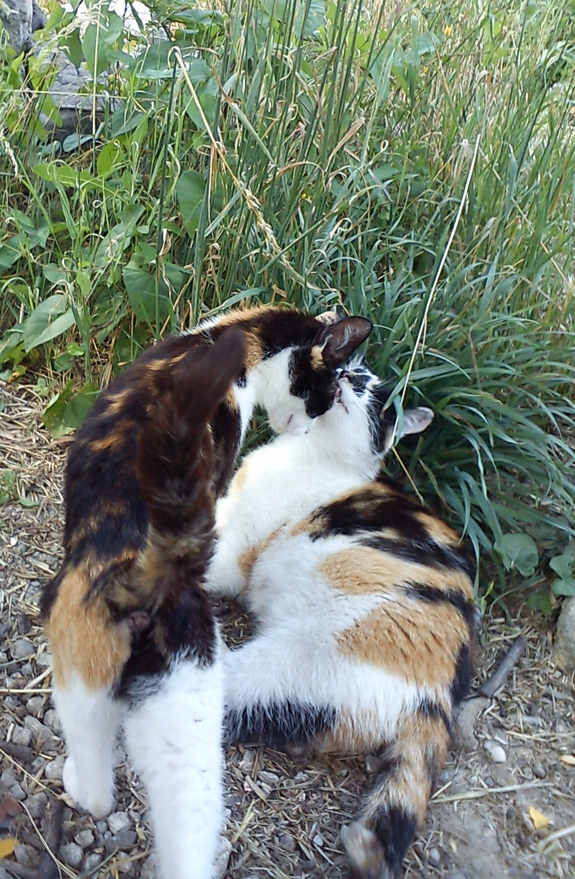 Cilika & Cicka 1