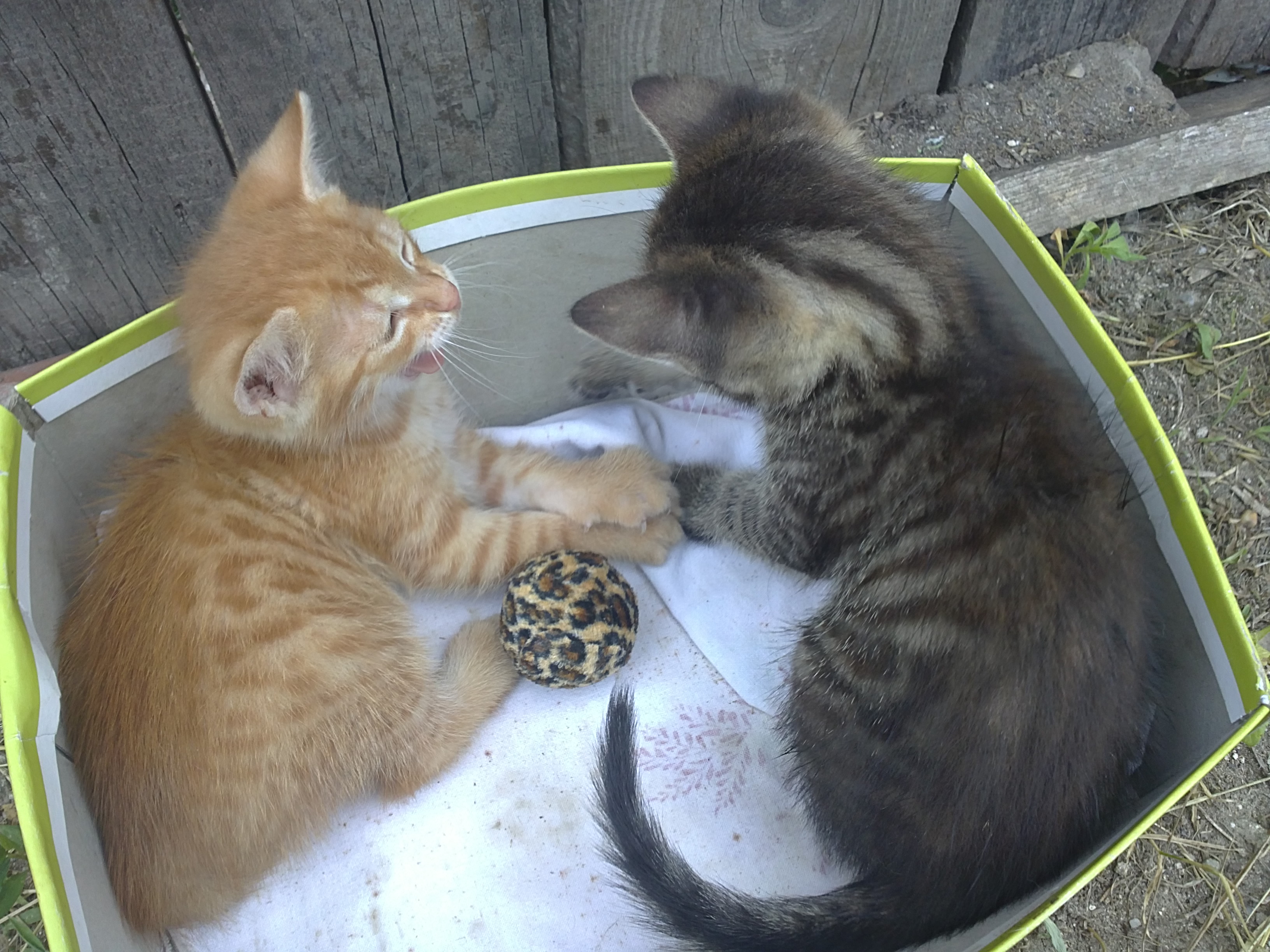 Rišulinko & Gargy