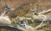 Leopard 2