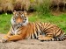 Tiger 2